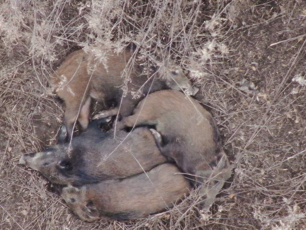 Rehwild aus der Drohnenperspektive in dichter Vegetation