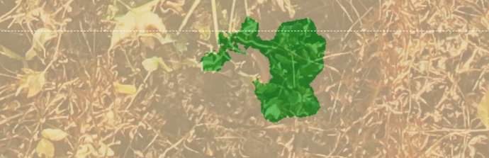 Dieselbe Drohnenaufnahme mit grün markierter Stechapfelpflanze, Beispiel 2