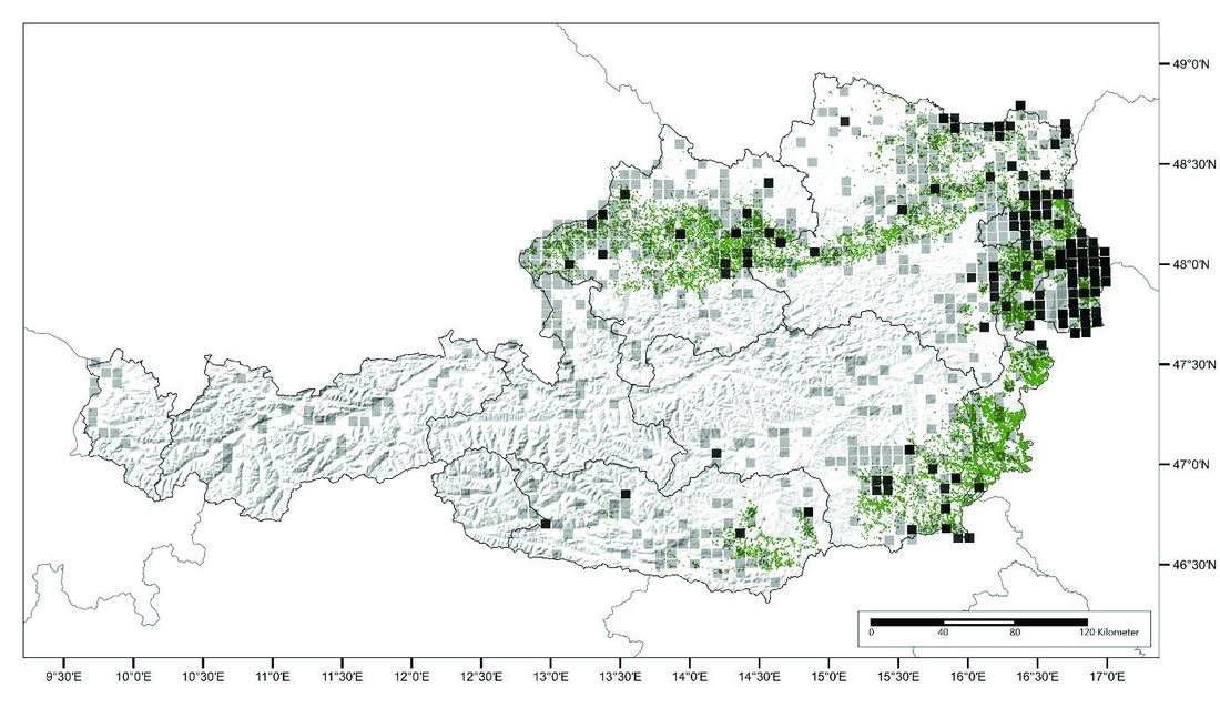 Verbreitungskarte: Stechapfel-Vorkommen auf Ackerflächen in Österreich, überlagert mit den Sojaanbaugebieten 2024